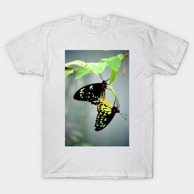 Mating Cairns Birdwings T-Shirt by GP1746